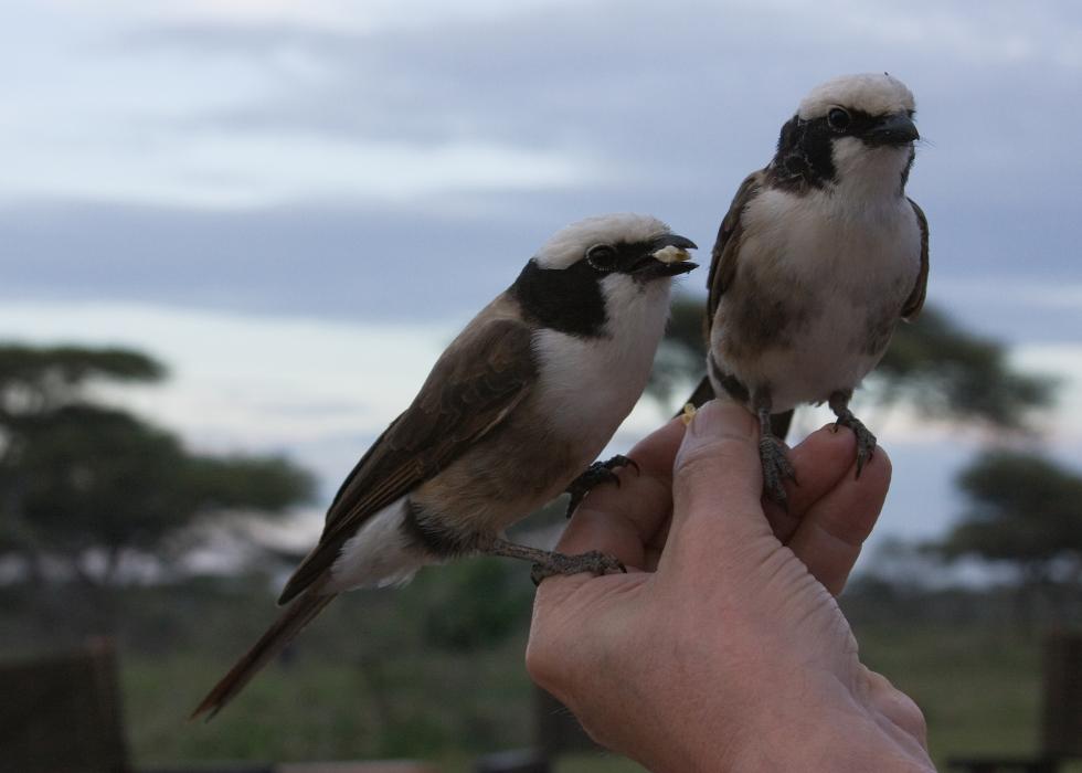 Serengeti-9030.jpg - Feeding the White-crowned shrikes at the campfire at Ndutu Lodge