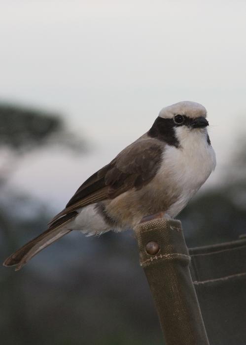 Serengeti-9038.jpg - White-crowned Shrike