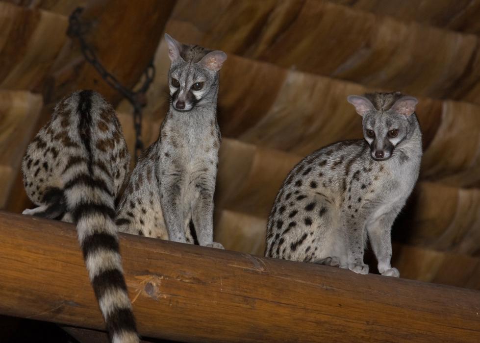 Serengeti-9078.jpg - 2 of the baby Genets with mom