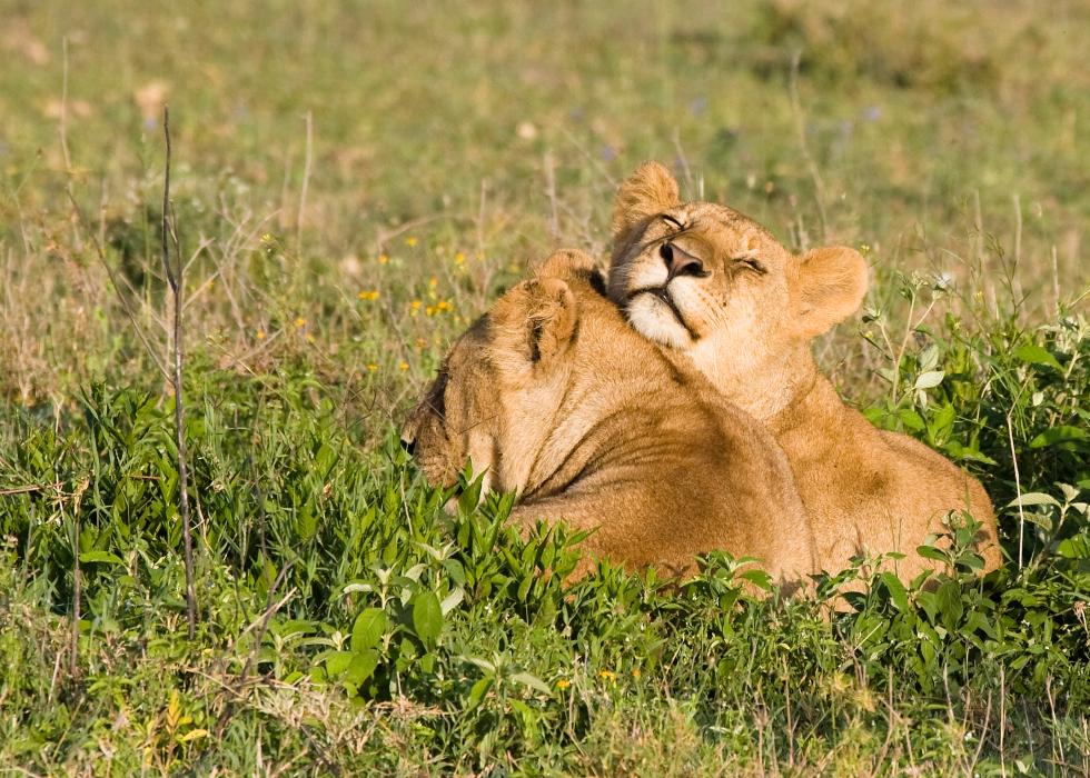 Serengeti-9237.jpg