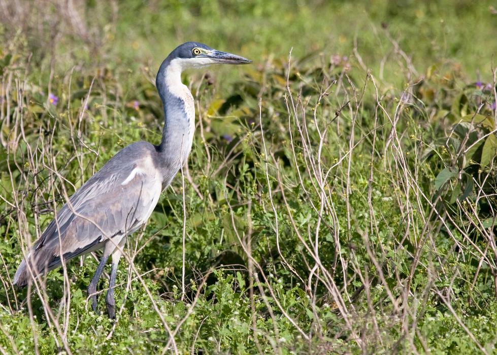 Serengeti-9442.jpg