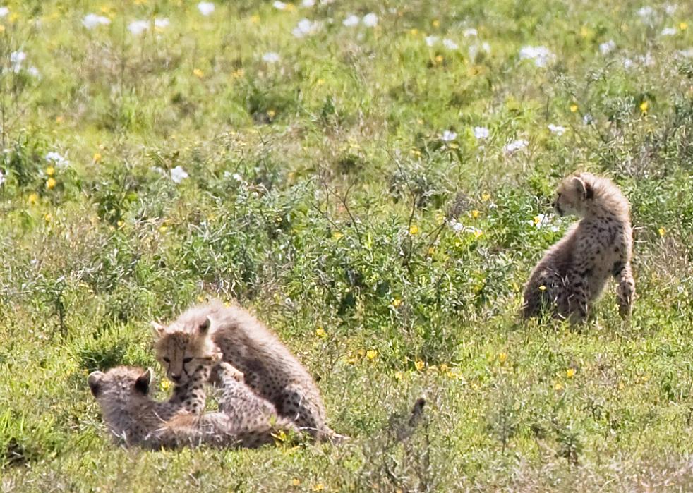 Serengeti-9499.jpg