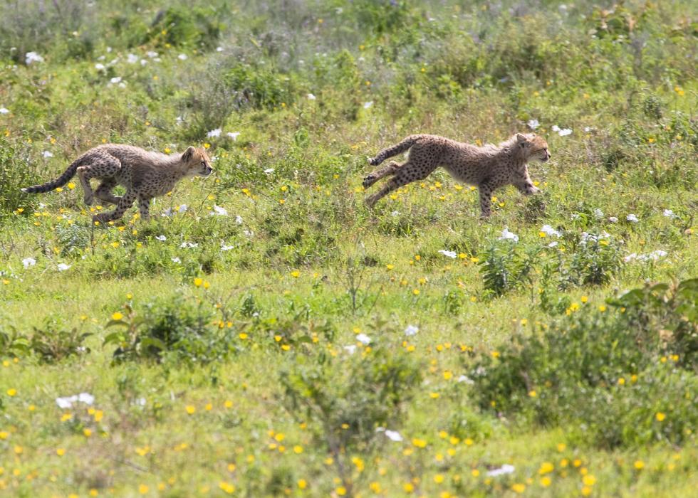 Serengeti-9518.jpg