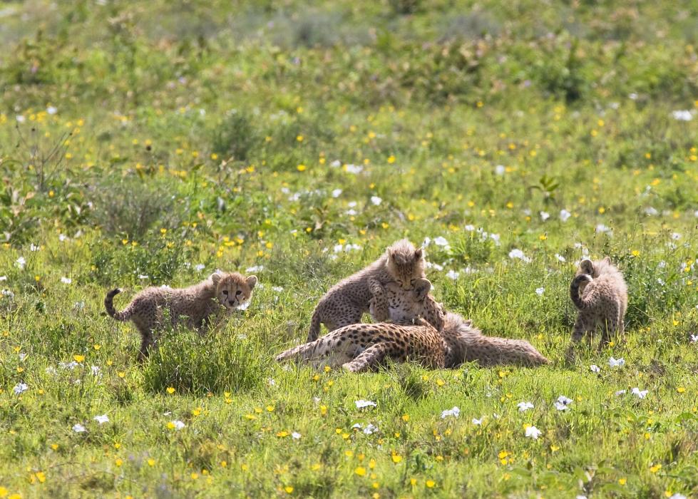 Serengeti-9551.jpg - Chewing on mom'd head