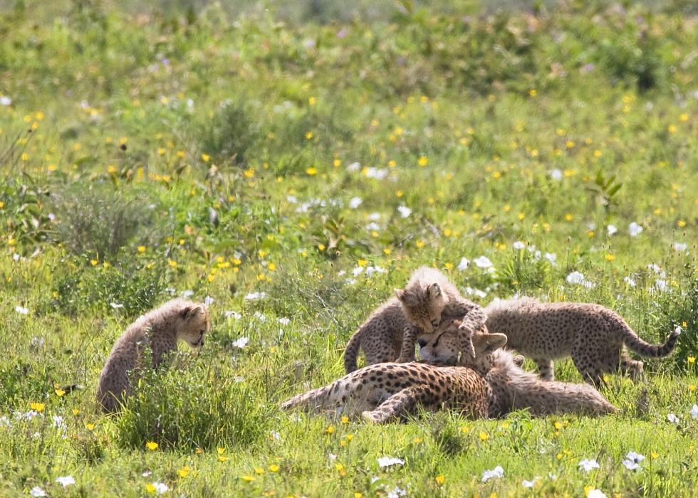 Serengeti-9553.jpg