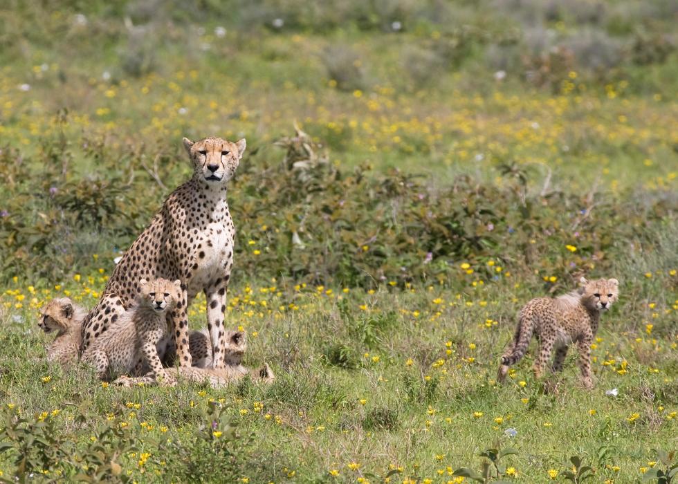 Serengeti-9605.jpg