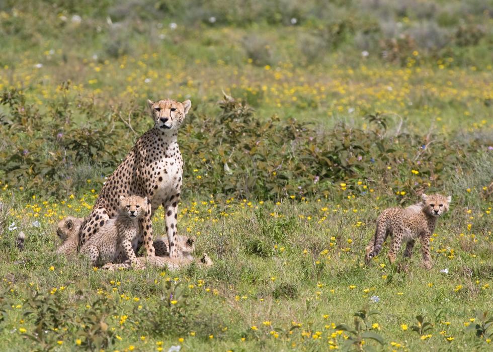 Serengeti-9608.jpg