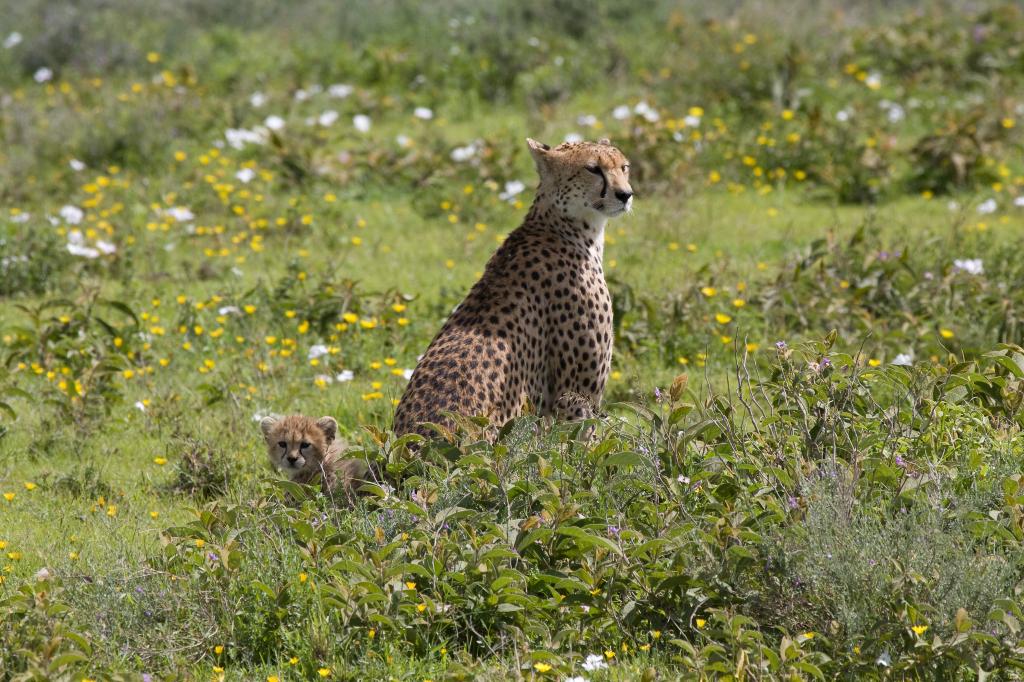 Serengeti-9642.jpg