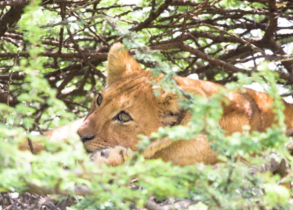 Serengeti-9721.jpg