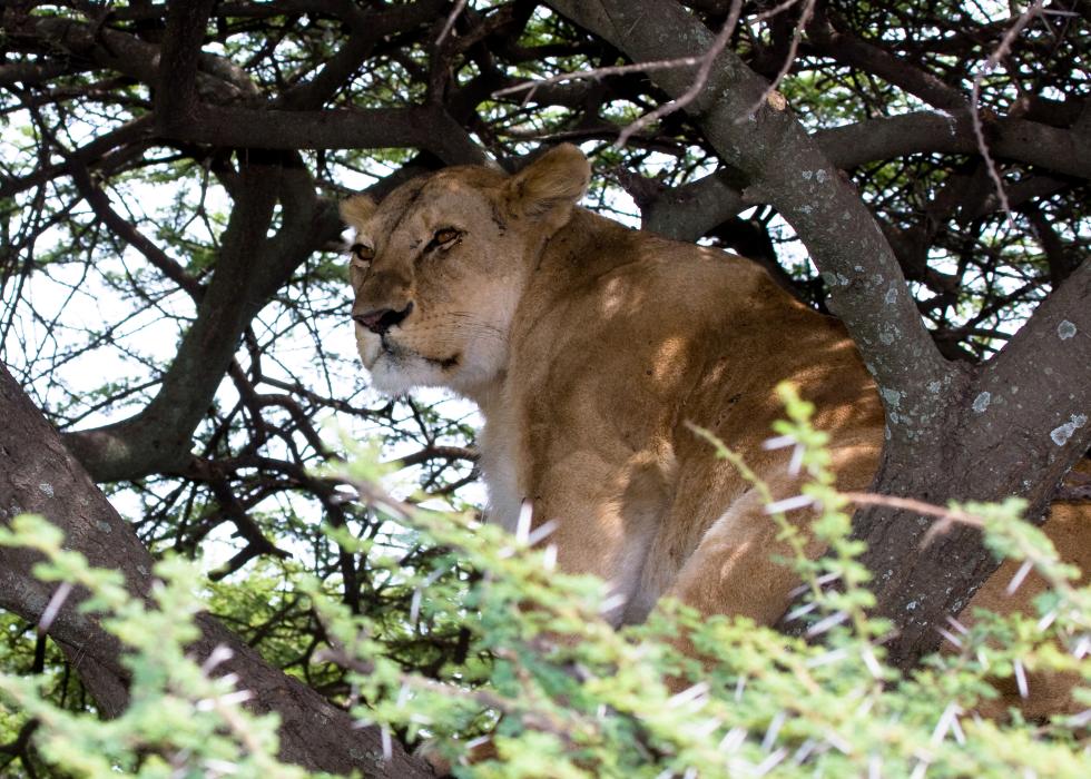 Serengeti-9728.jpg - Lions in the trees to avoid the flies