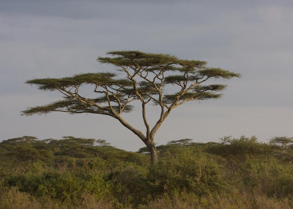 Serengeti-9948.jpg