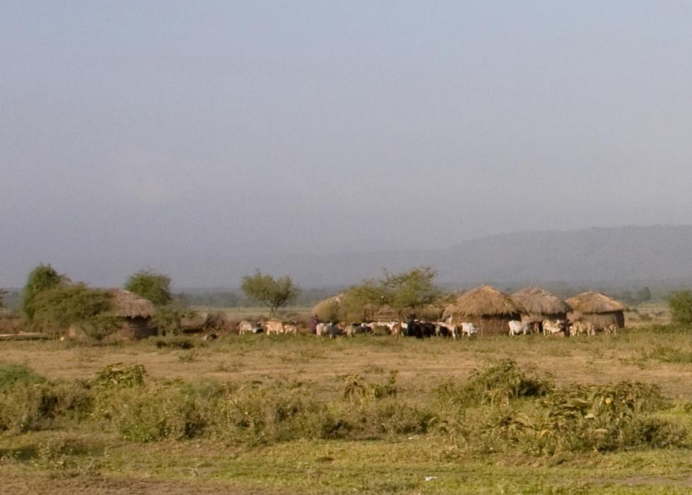 Zanzibar-4341.jpg - Maasai Boma with cattle ready to go out for the day.