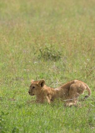 Serengeti-7239.jpg