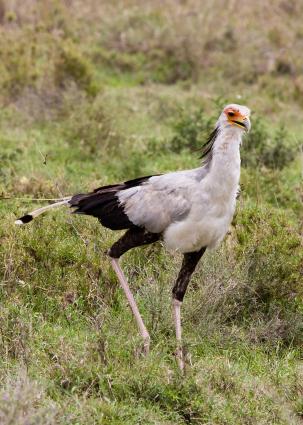 Serengeti-7353.jpg - Secretary Bird