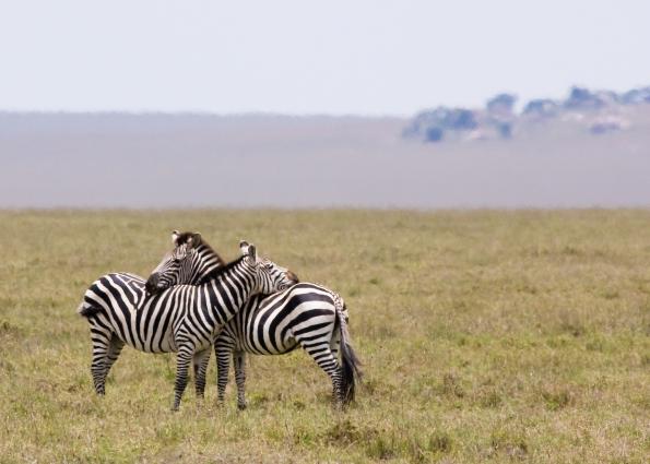 Serengeti-7372.jpg - zebra pals