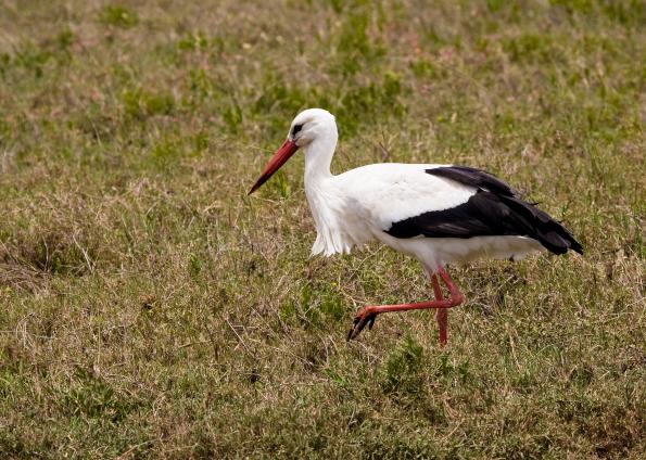 Serengeti-7391.jpg - White Stork