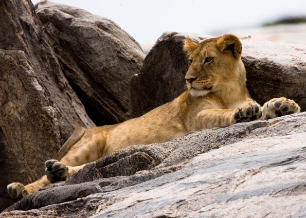 Serengeti-7461.jpg - Young lion awoken by safari vehicle