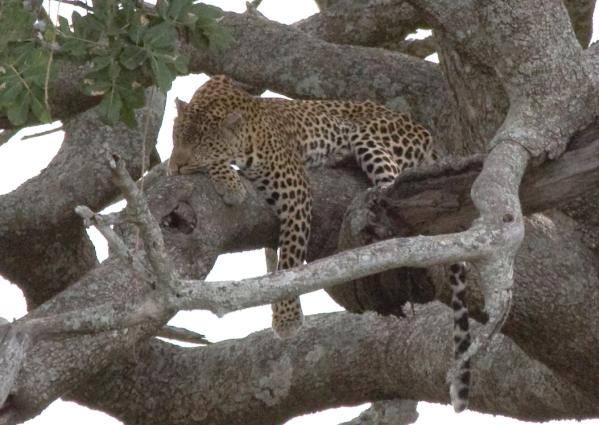 Serengeti-7575.jpg - Our first sleeping leopard in the Seronera Valley beside the river.