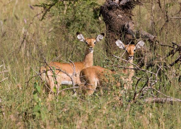 Serengeti-7762.jpg - Impala