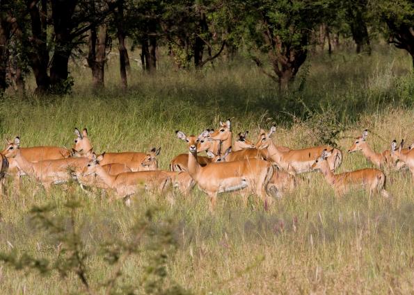 Serengeti-7769.jpg - Impala