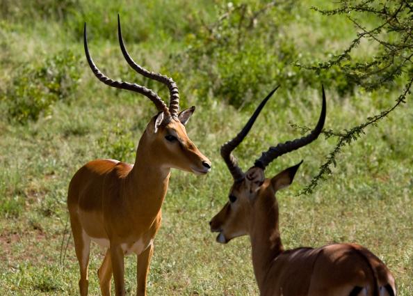 Serengeti-7847.jpg - Adult male Impalas