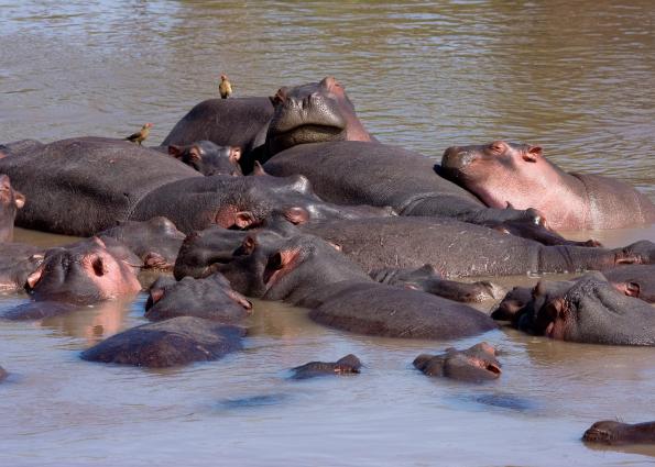 Serengeti-7857.jpg - Hippos