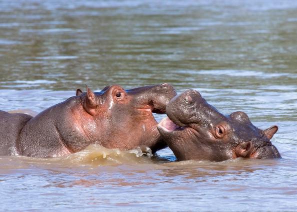 Serengeti-7964.jpg - hippos playing (in their stinky pool)