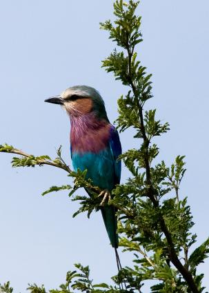 Serengeti-7999.jpg - Lilac-breasted Roller