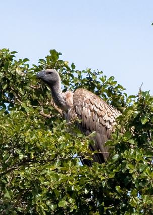 Serengeti-8020.jpg - Ruppell's Vulture