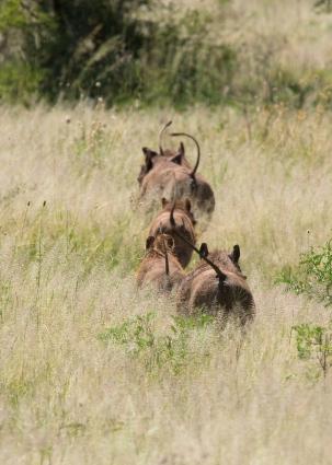 Serengeti-8022.jpg - Family of warthogs