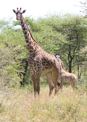 Serengeti-8083.jpg - giratte and her baby