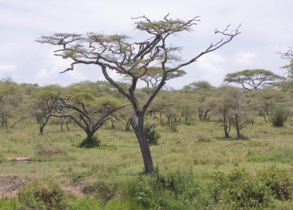 Serengeti-8109.jpg