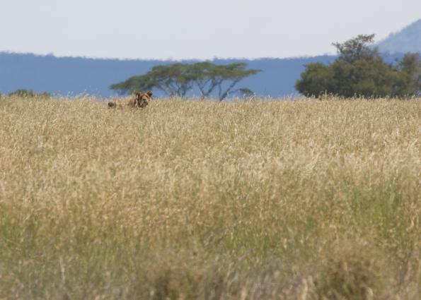 Serengeti-8146.jpg - Lion on the move.