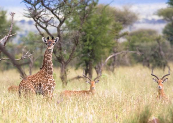 Serengeti-8160.jpg - young zebra and gazelle