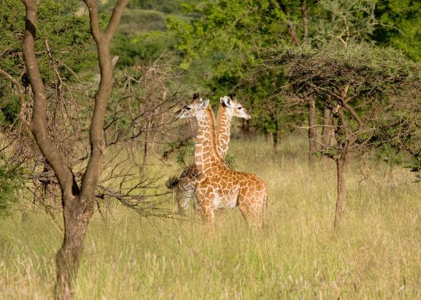Serengeti-8209.jpg - two young giraffe