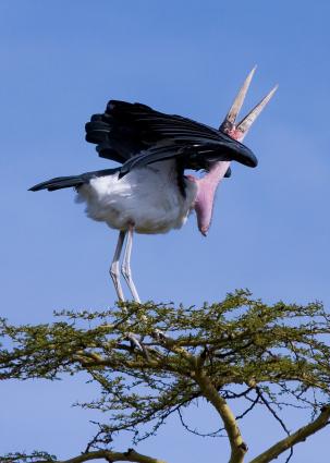 Serengeti-8375.jpg - Marabou Stork