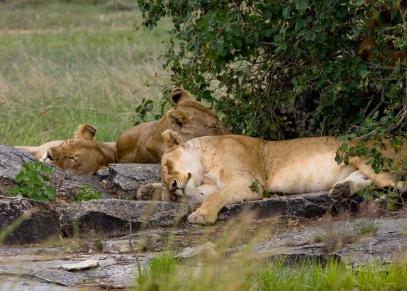 Serengeti-8575.jpg - lions sleeping off their last meal...