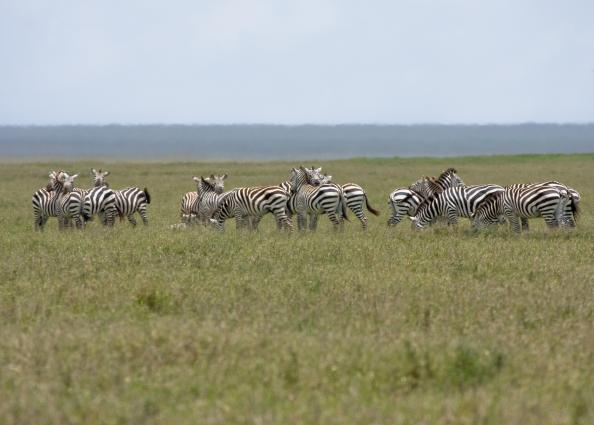 Serengeti-8593.jpg - heard of zebra on serengeti