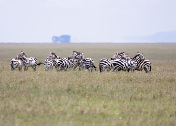 Serengeti-8599.jpg - more zebra on the serengeti
