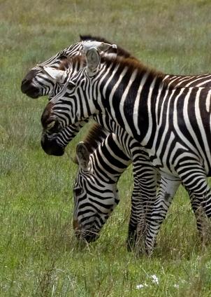 Serengeti-8625.jpg - how many zebra???