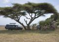 Serengeti-3264
