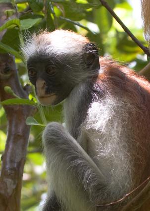 Zanzibar-5363.jpg - Red Colobus monkey (ONLY in Zanzibar)