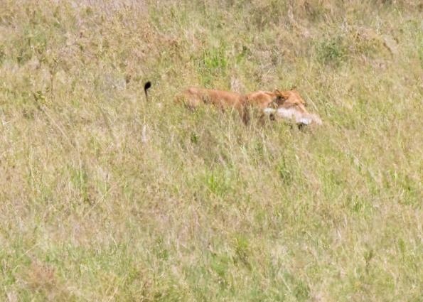 Serengeti-8503.jpg - Female Lion is dragging kill under tree so vultures will not arrive