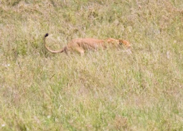Serengeti-8507.jpg - still dragging.....