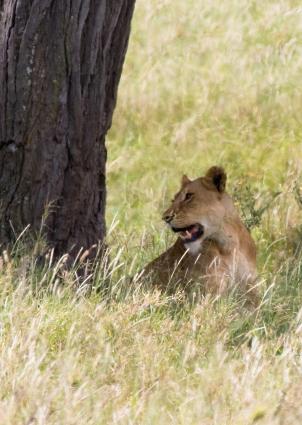 Serengeti-8543.jpg - still posing and catching her breath
