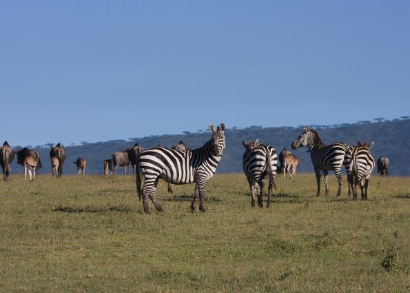 Ngorongoro-0298.jpg - Discovered!