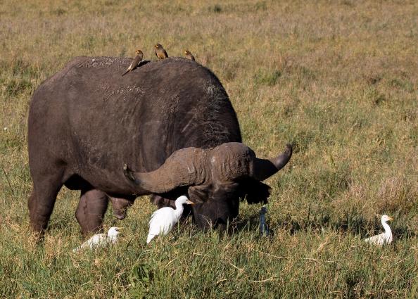 Ngorongoro-0366.jpg - animals live together naturally (this is true nature)