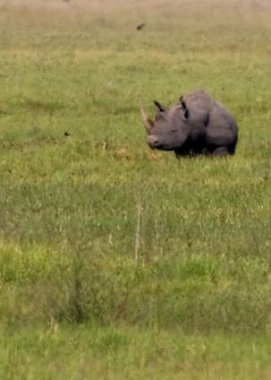 Ngorongoro-0494.jpg - rhino