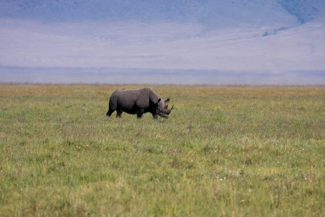 Ngorongoro-0525.jpg - rhino (a long distance away - great lens)