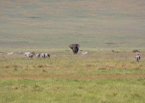 Ngorongoro-0539.jpg - Bull Elephant